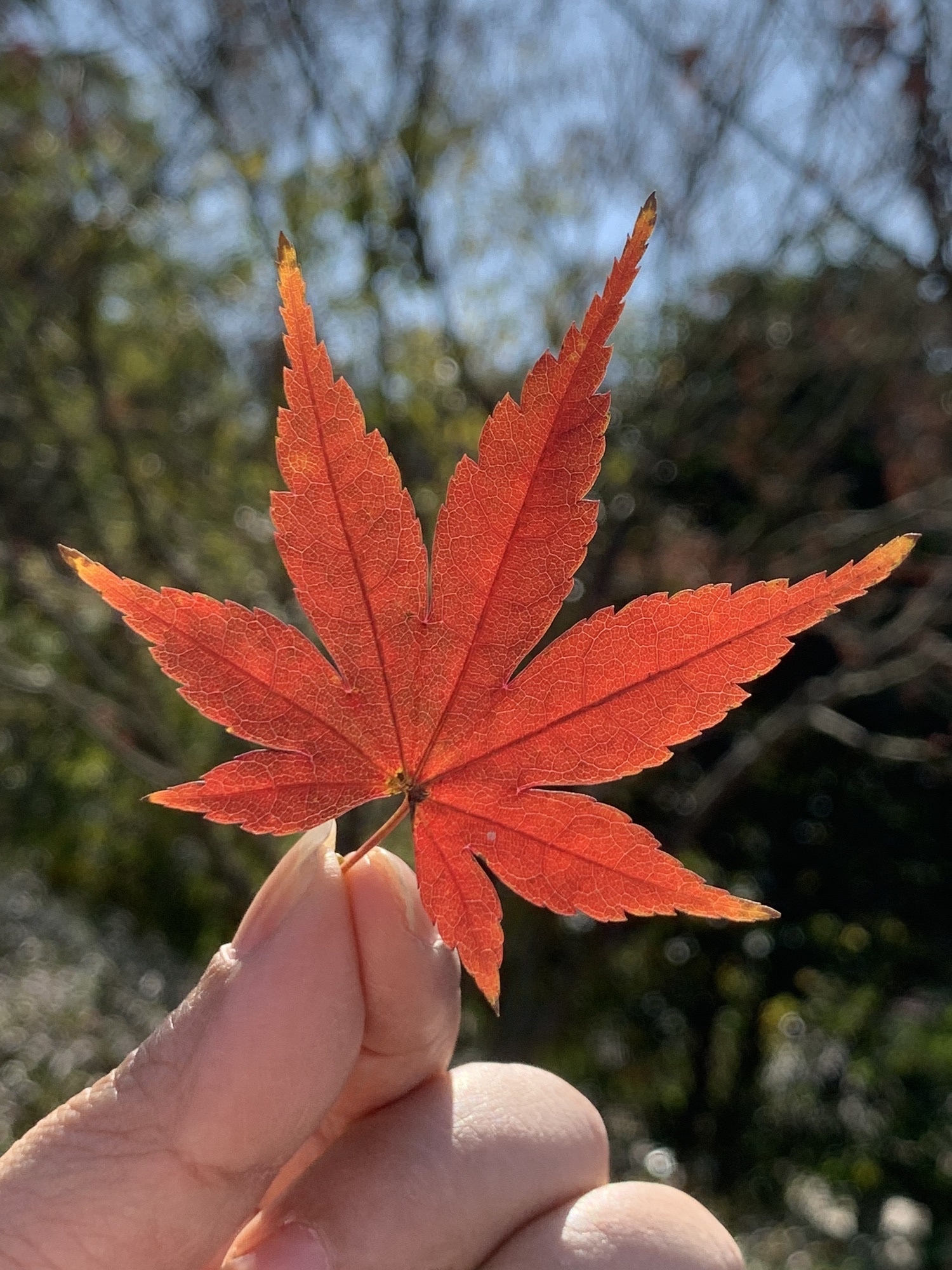 飞凤山奥体主题公园