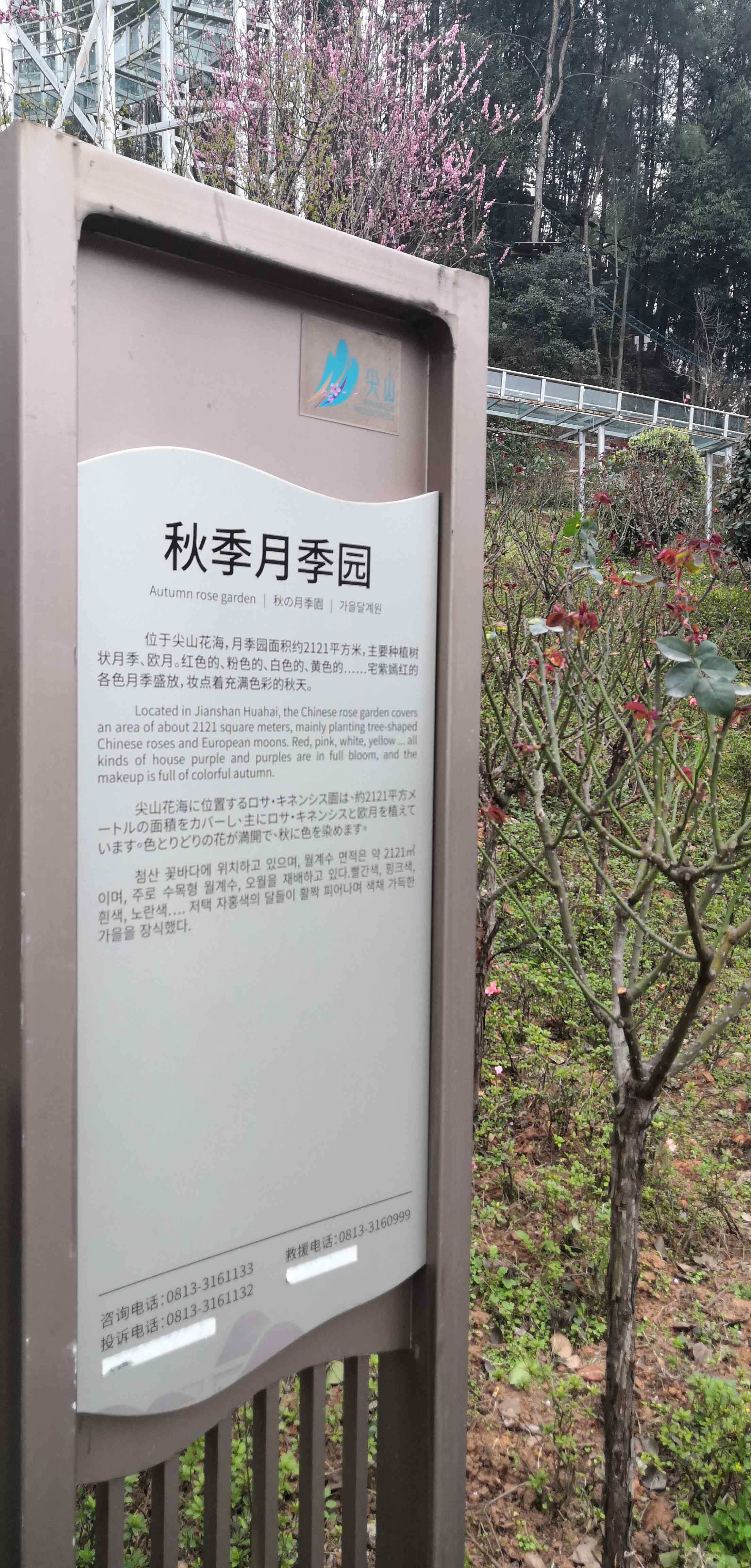 秋季月季园