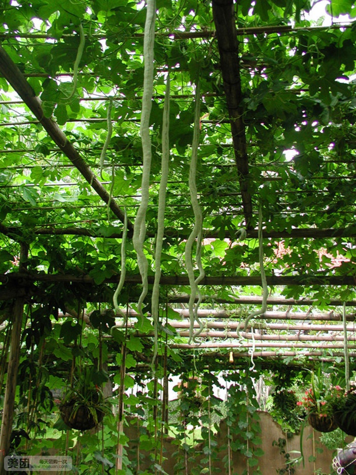 青青世界田园餐厅(深圳青青世界酒店店)