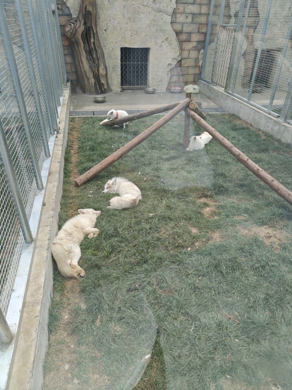 狐狸