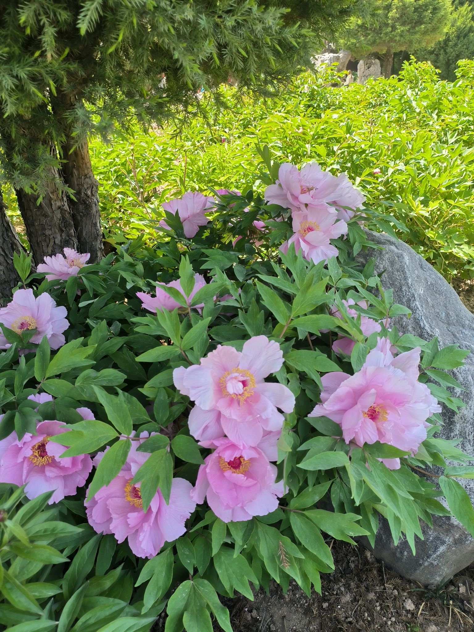 古县牡丹文化旅游区