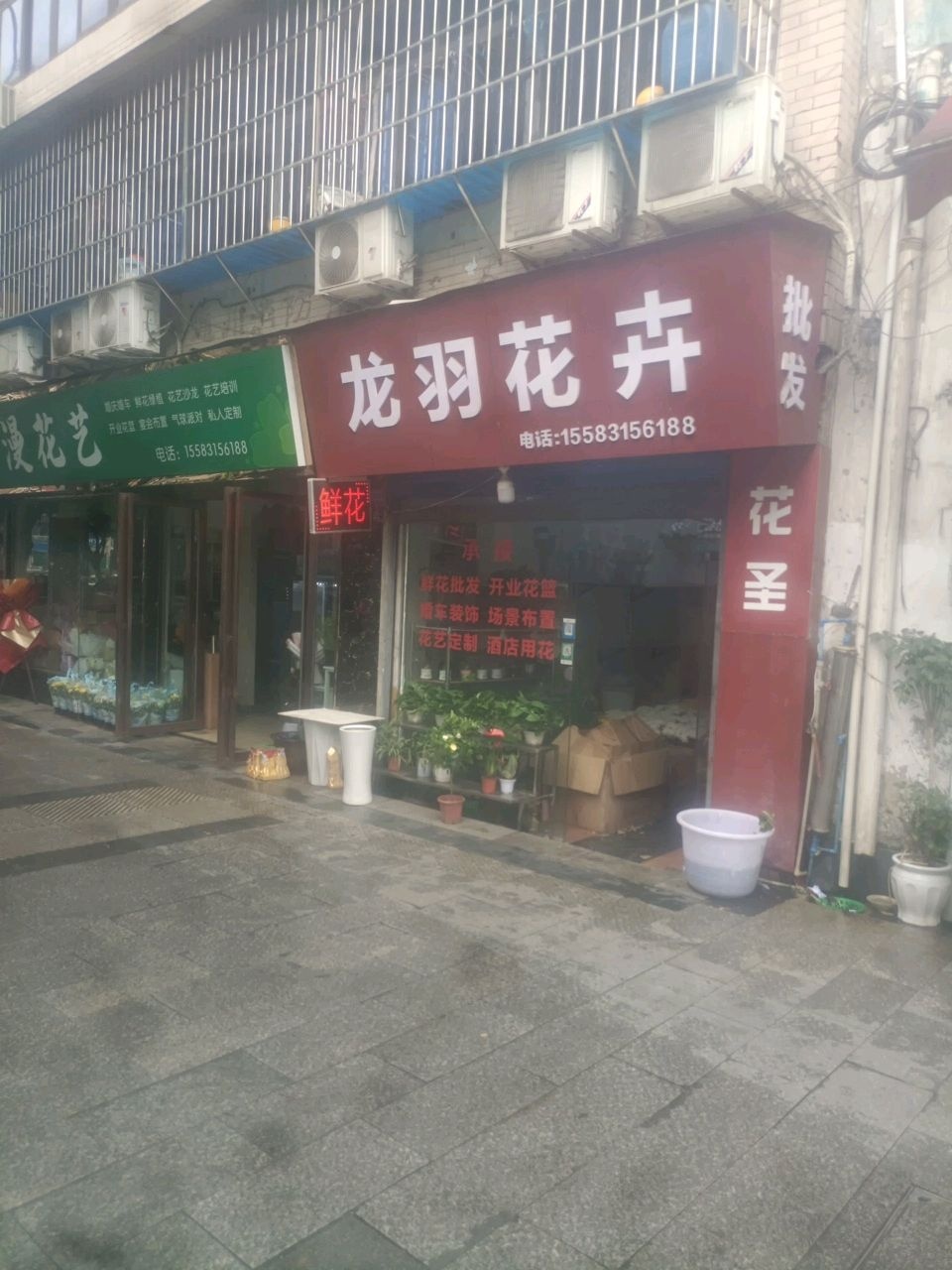 龙羽花卉