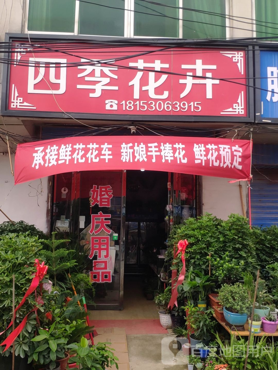 平舆县万冢镇四季花卉(人和大道店)