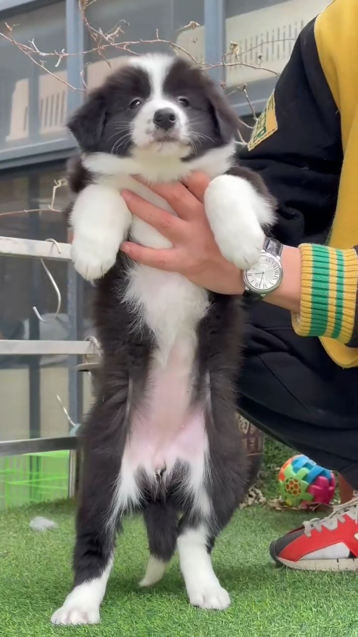 深圳市壹萌宠物狗市场基地正规犬舍狗场