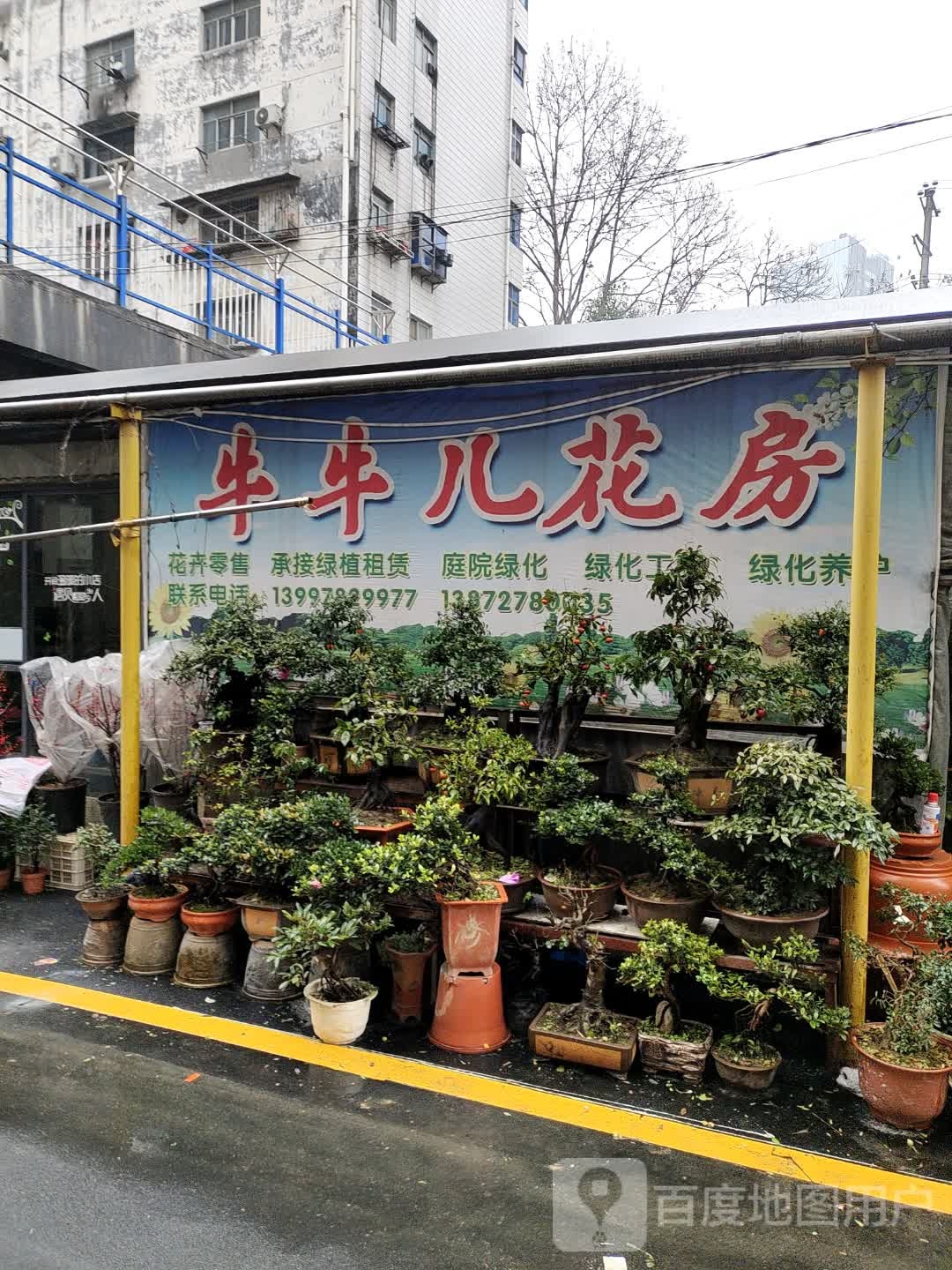 牛牛儿花房