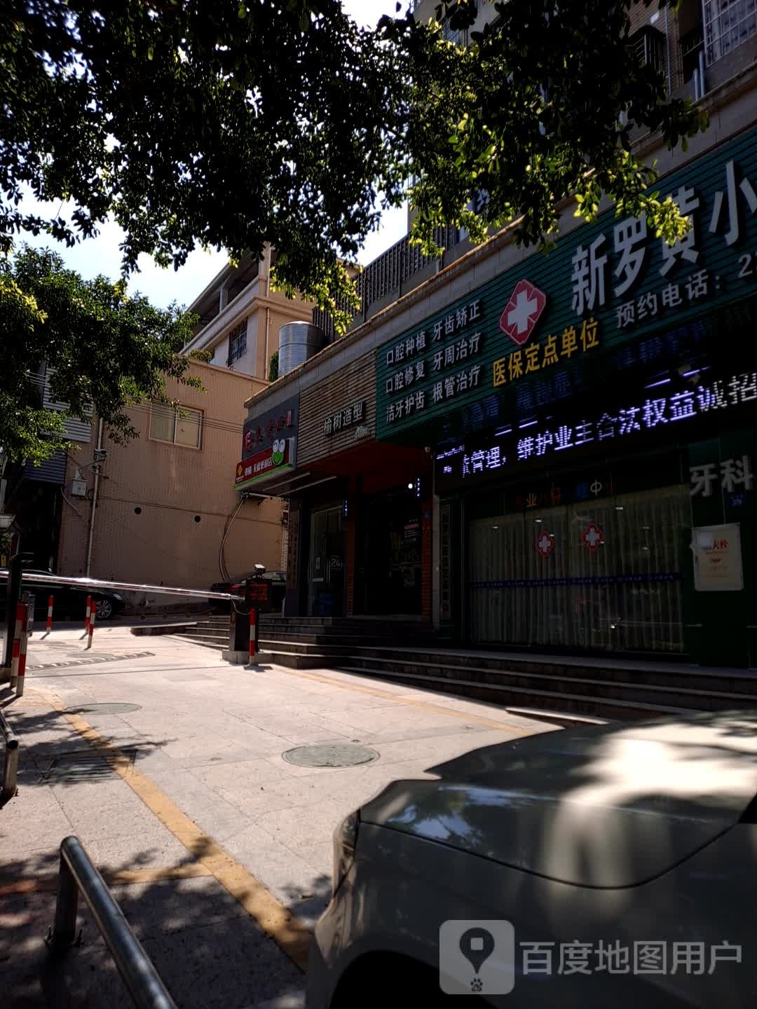 榆树造型