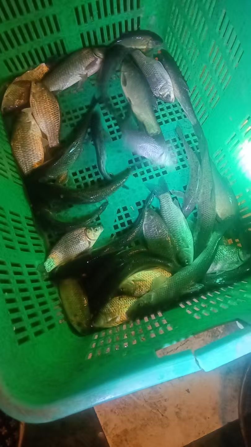 天天鱼塘垂钓场