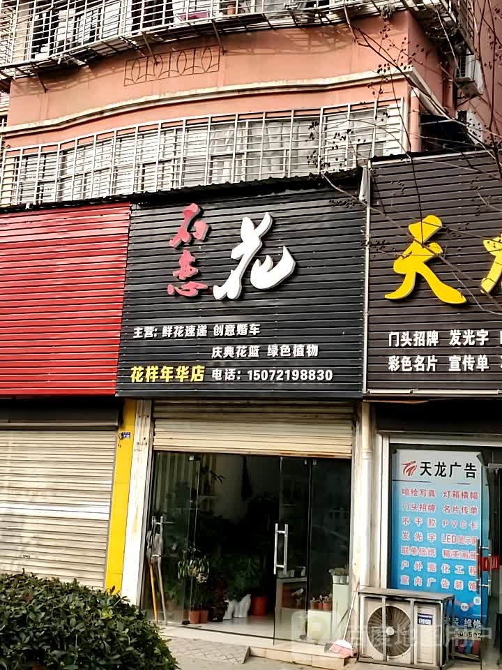 不恋花