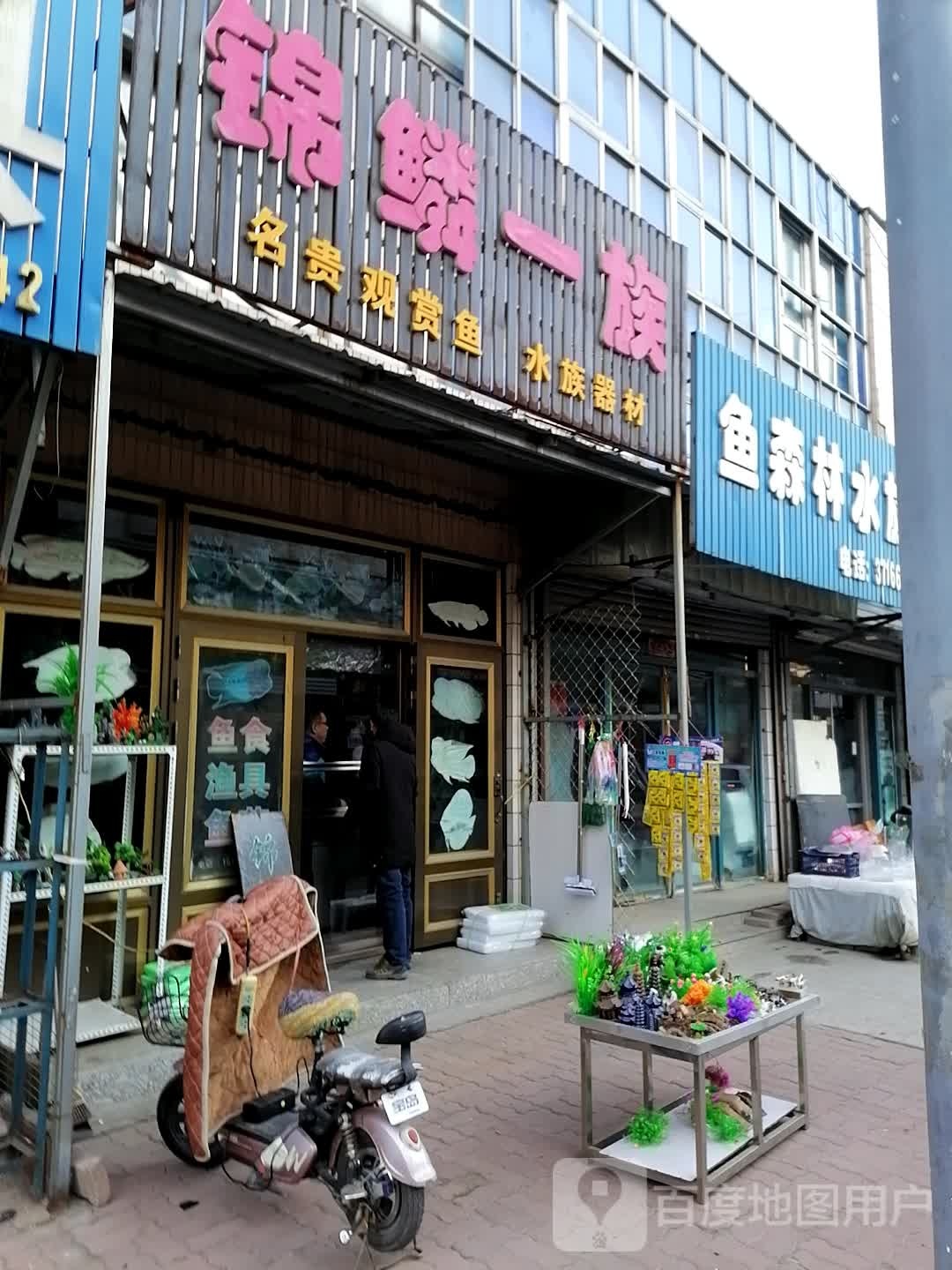 锦鳞一族名贵观赏鱼水族器材