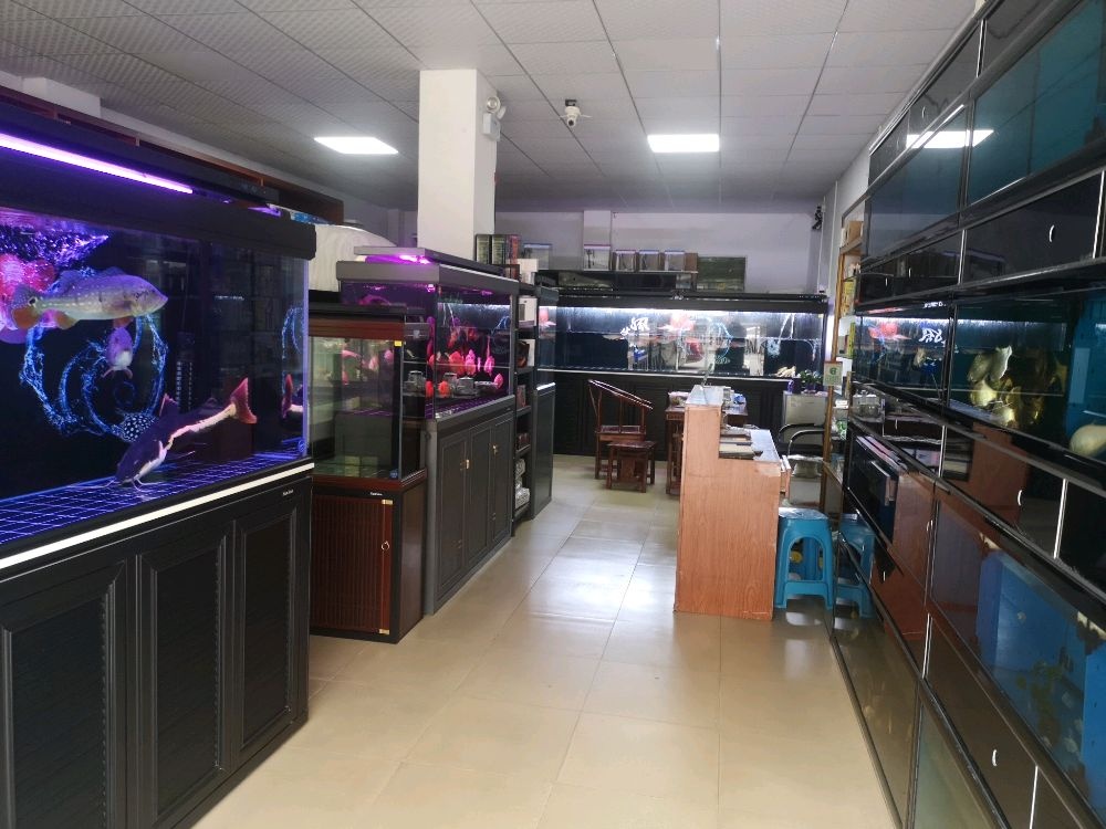 森森水族(黄江大道店)
