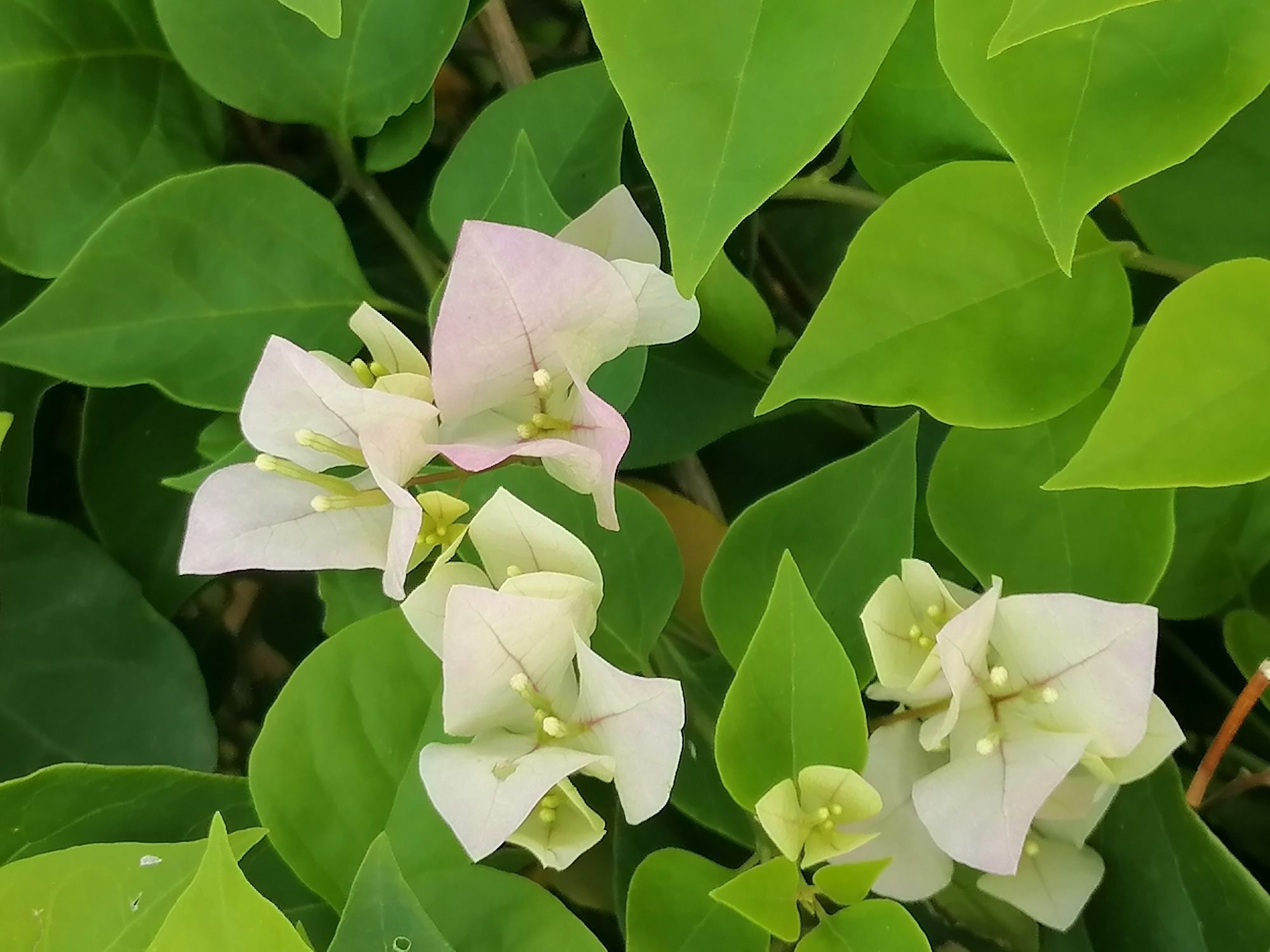 飞来湖湿地公园