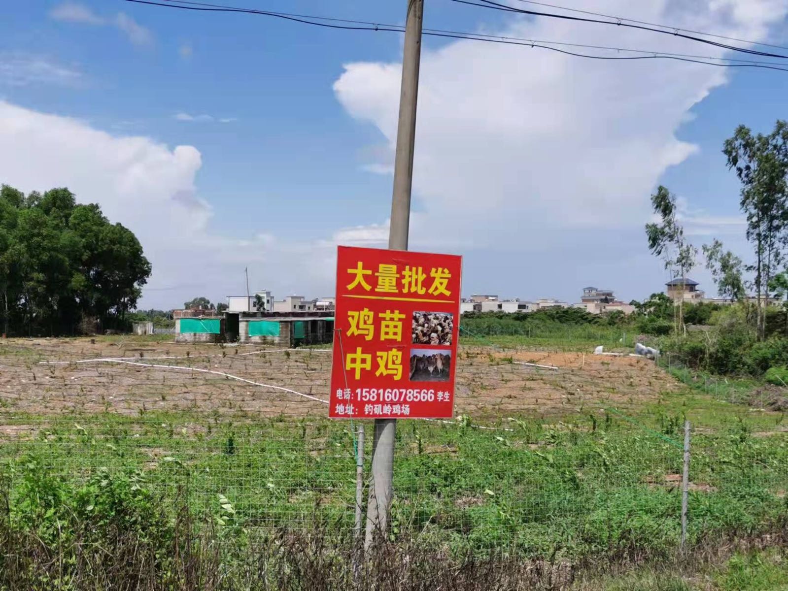 钓矶岭国生鸡场