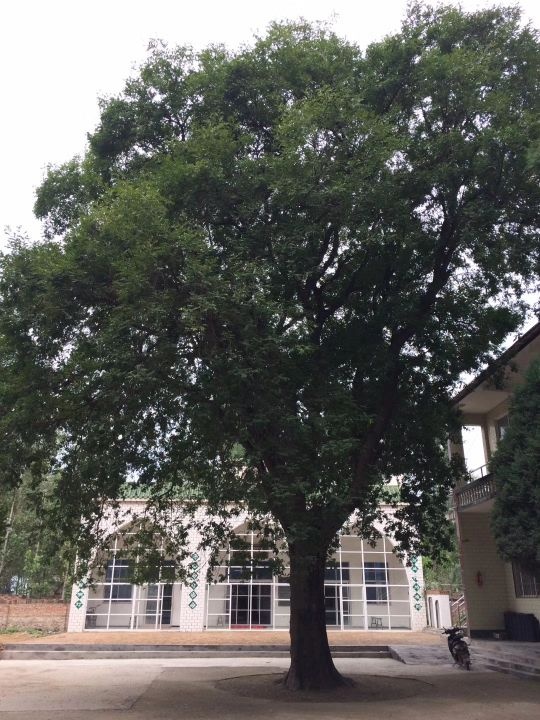 仁村堤村清真寺