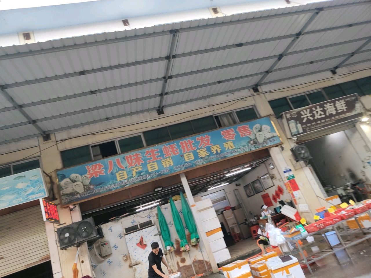 梁八妹生蚝批发零售