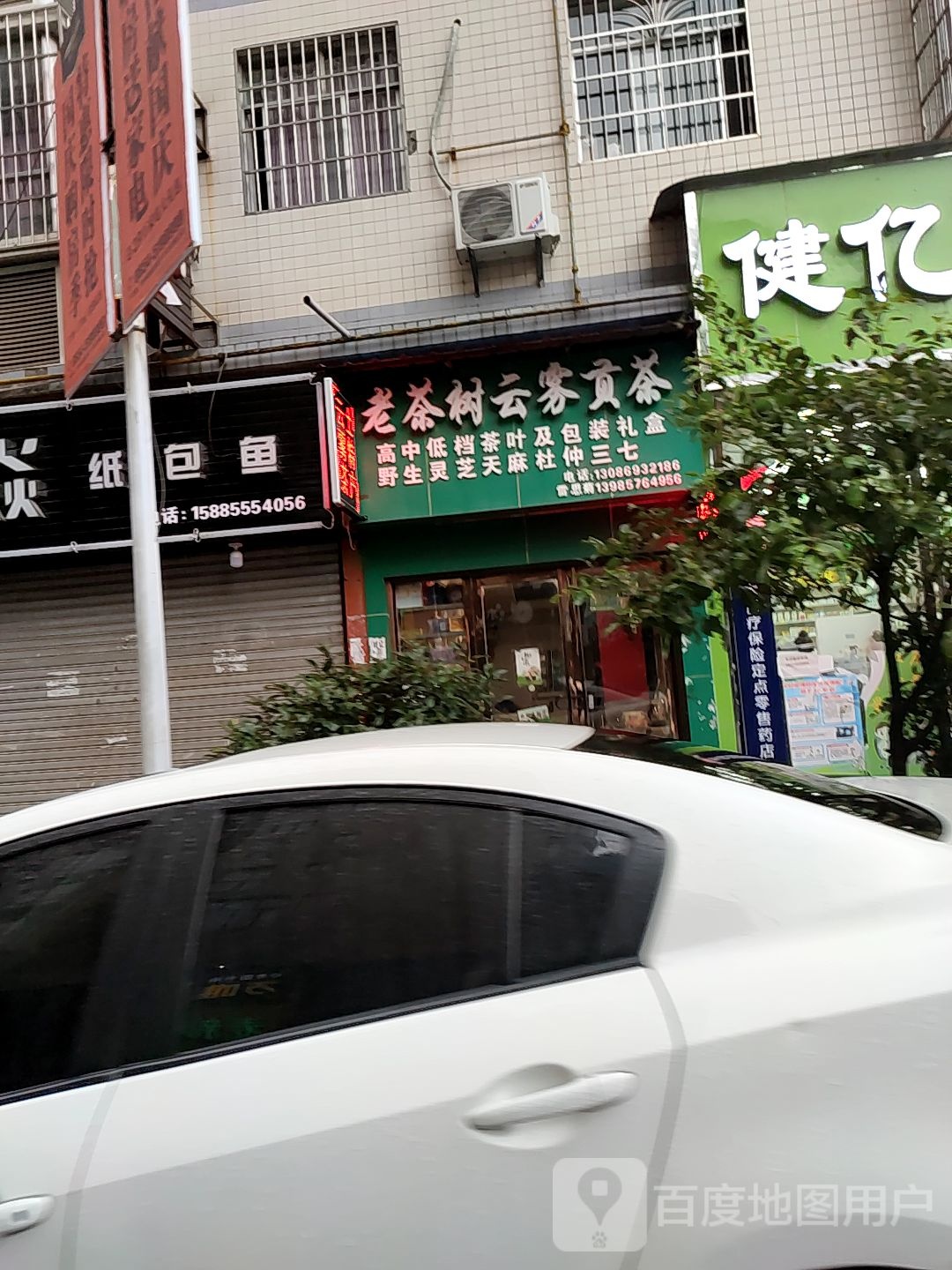 老茶树云雾贡茶