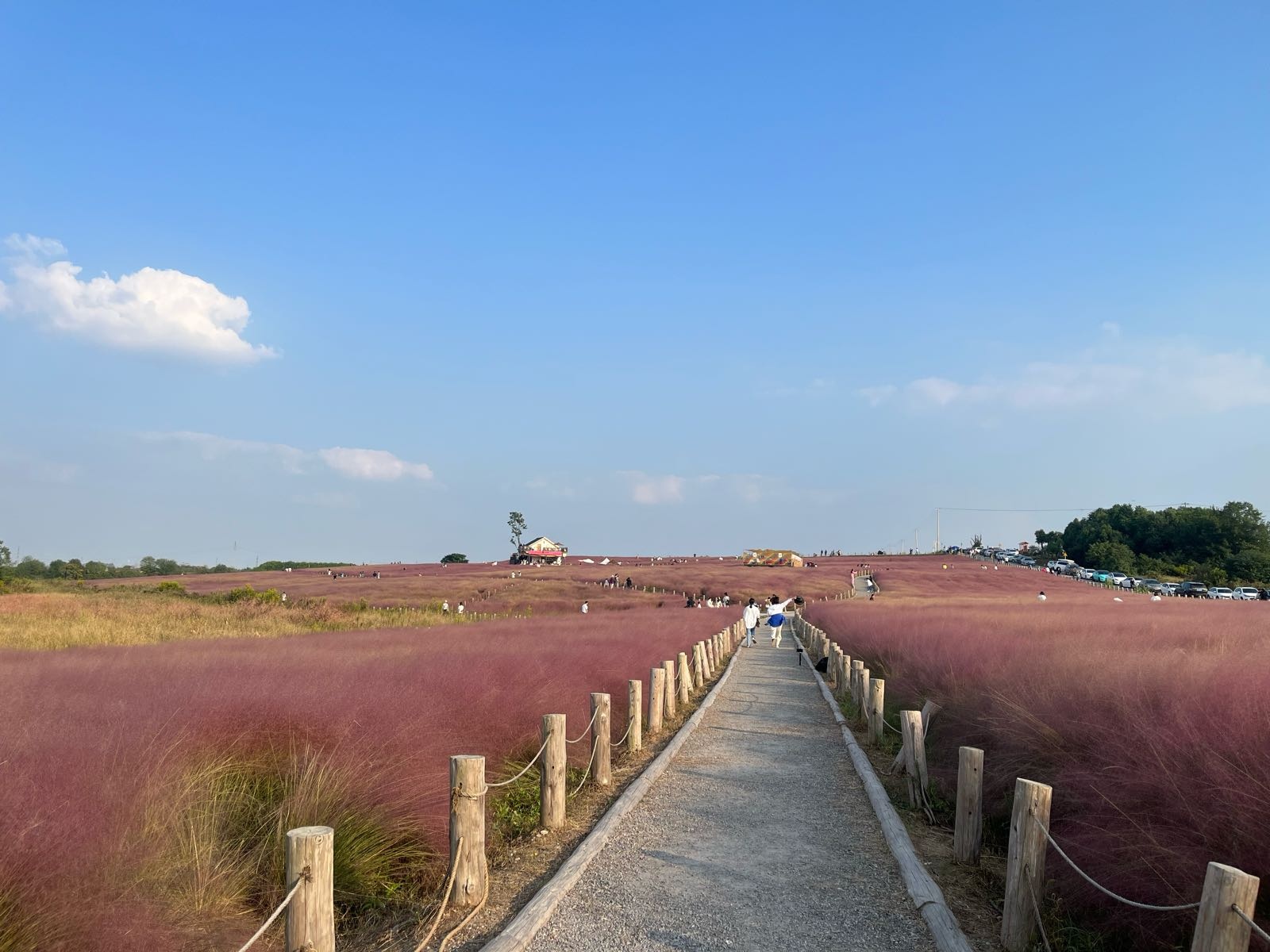 小岭南粉黛花园