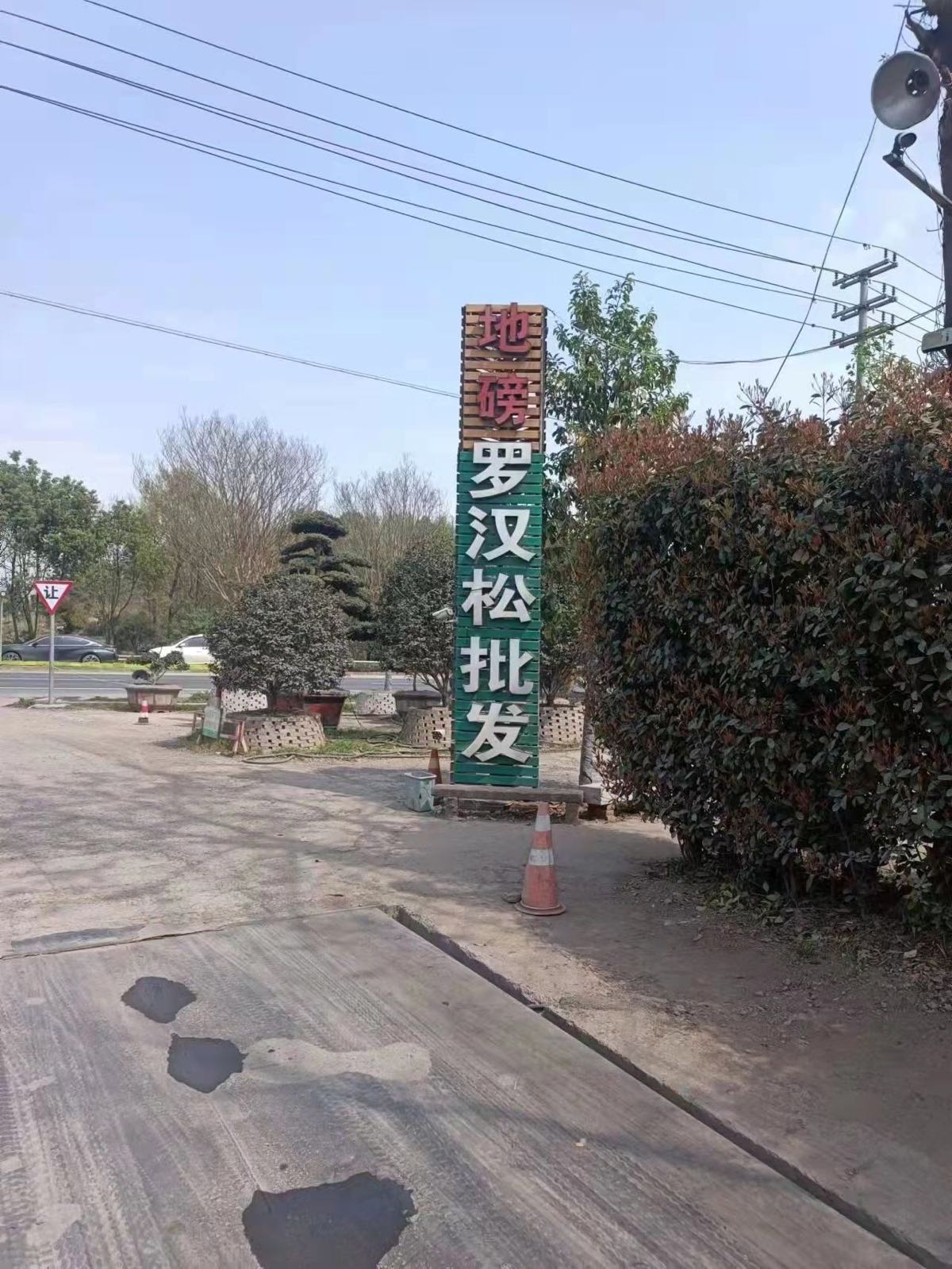 金华市永康市罗汉松茶花批发