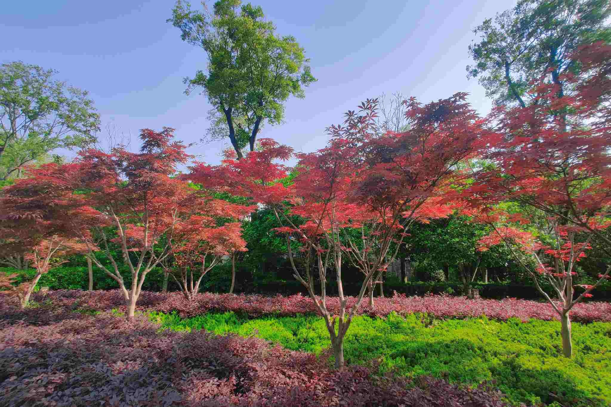 牛塘清莲公园