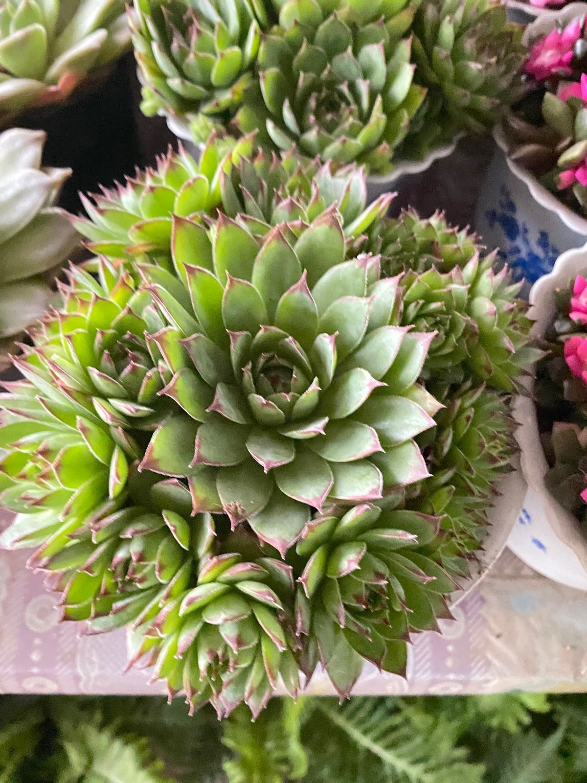 三亚浩园兰汇绿植花卉批发市场