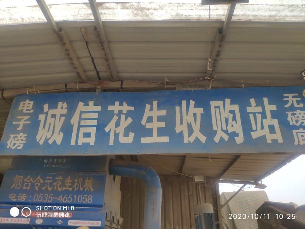 诚信花生收购站