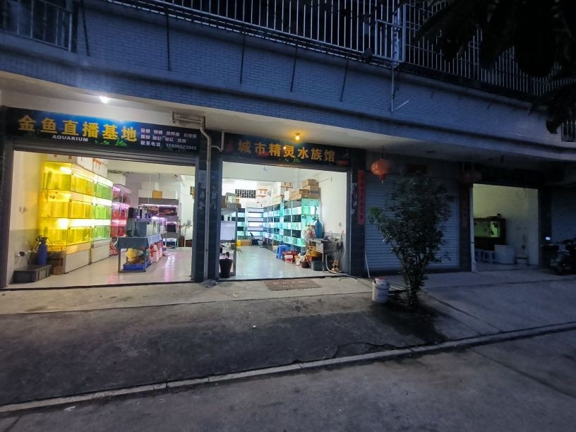 橙市精灵水族馆(闽侯一中店)