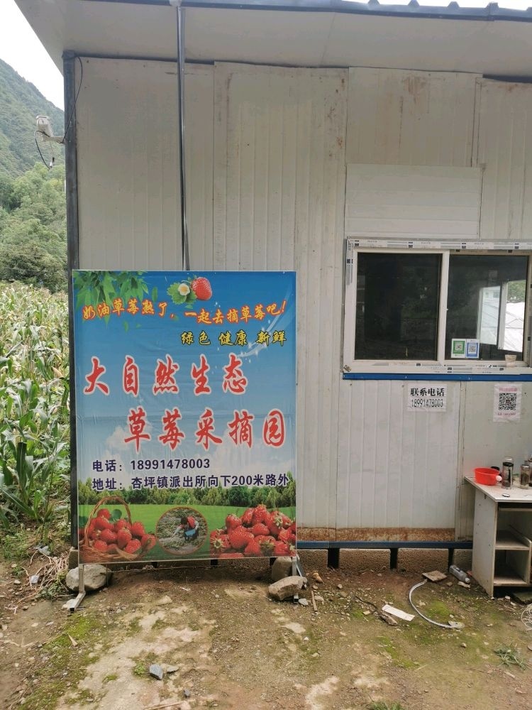 大自然生态草莓采摘园