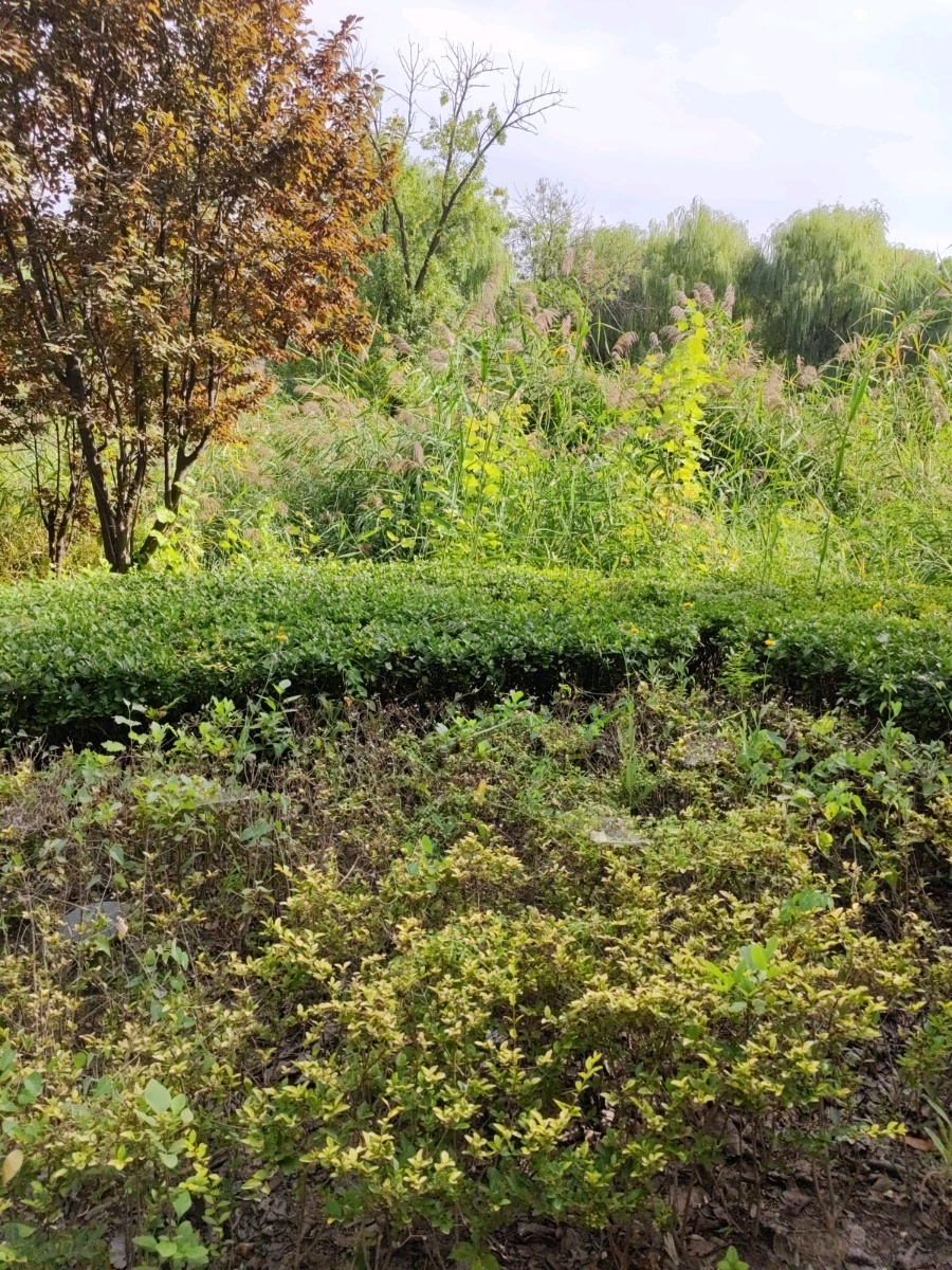 天津市技大学(河西校区)-植物园1