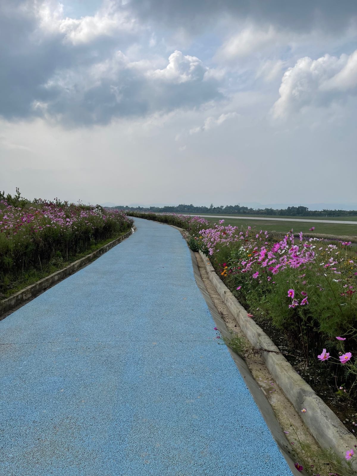 恩阳空港花田景区