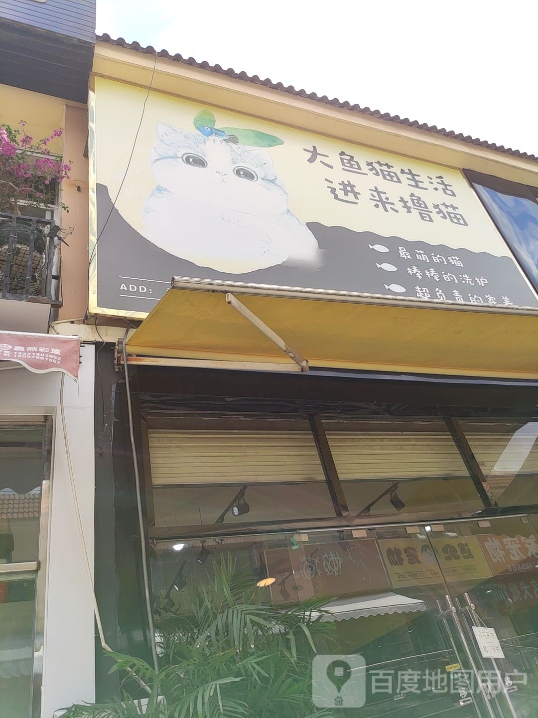 大鱼猫生活(广西花鸟交易市场店)