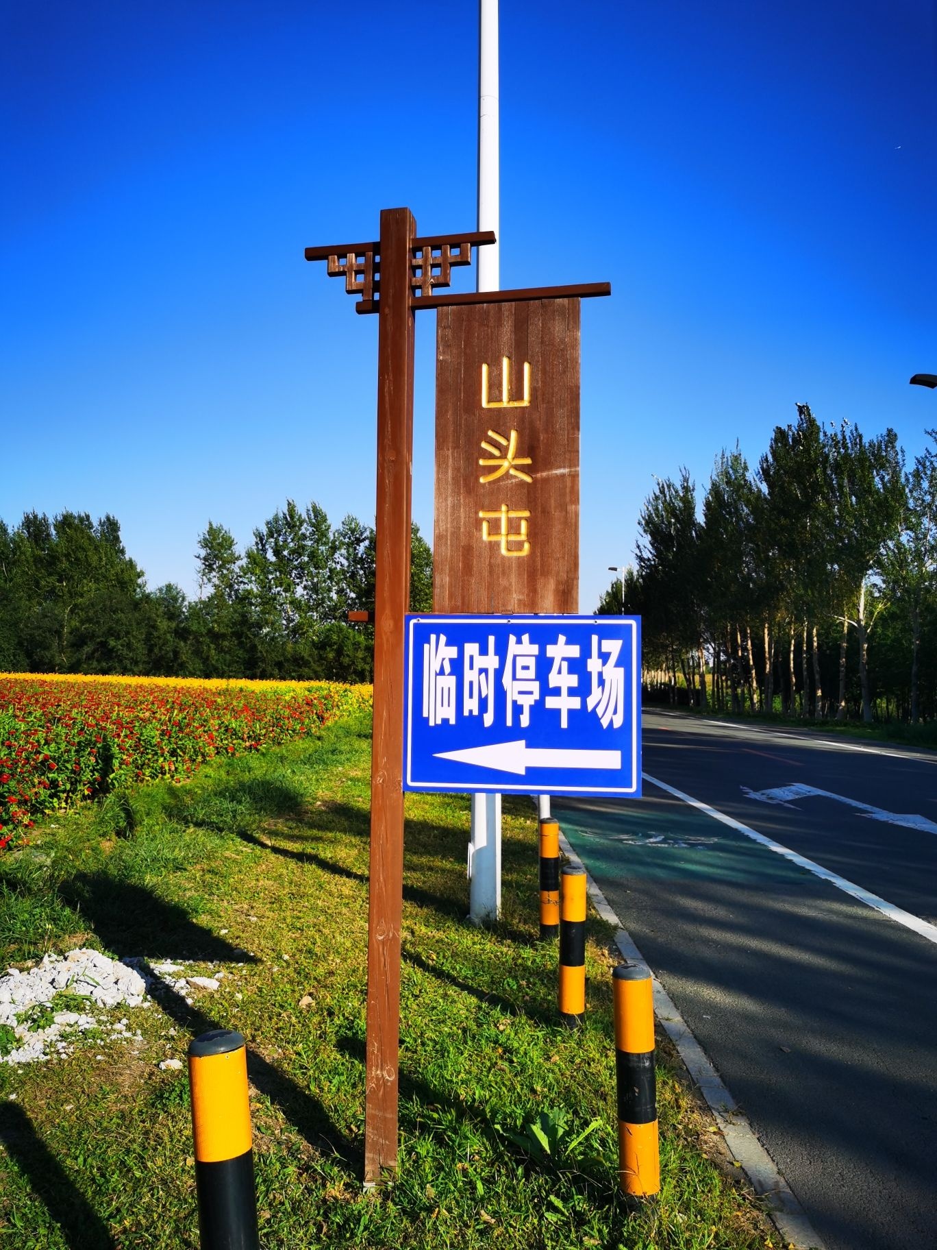 莲花山花海
