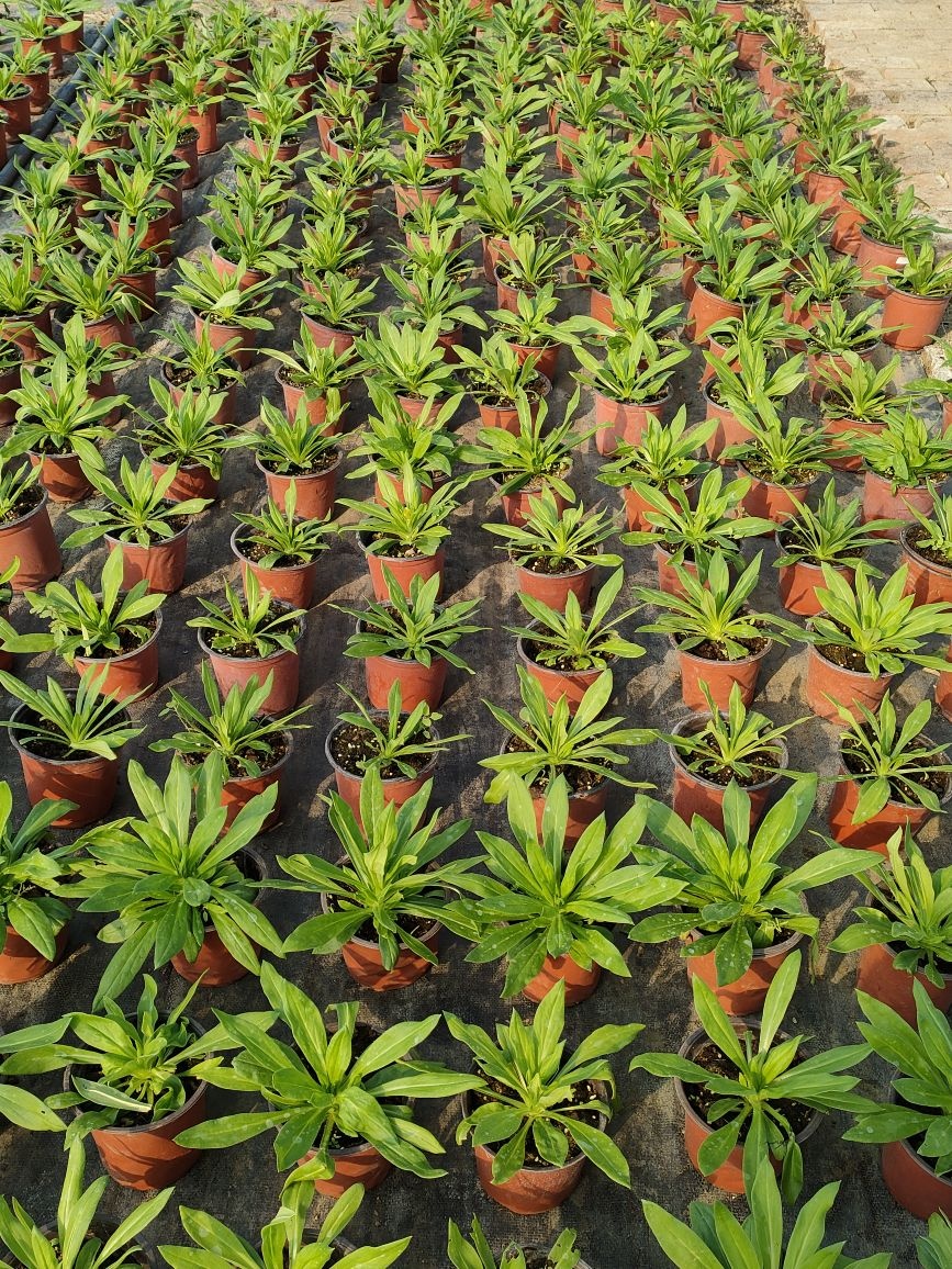 济南市西郊花卉园艺有限公司