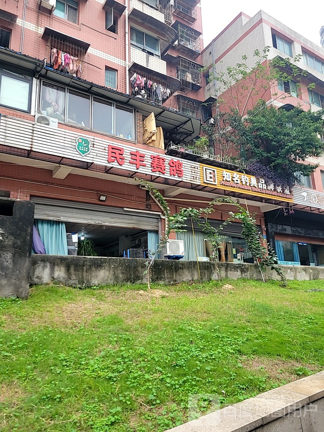 民丰赛鸽