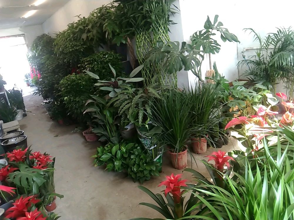 毛虎花卉