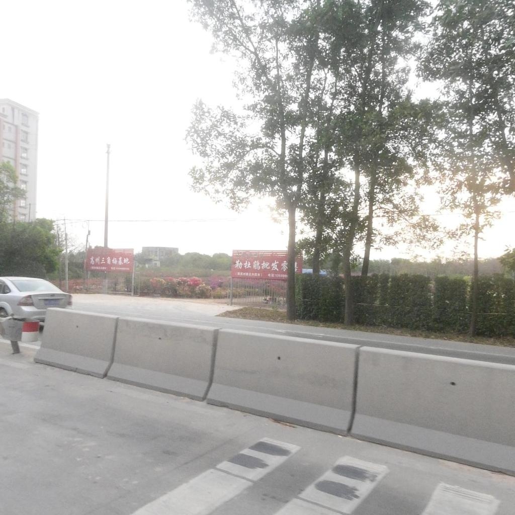 高州三角梅基地