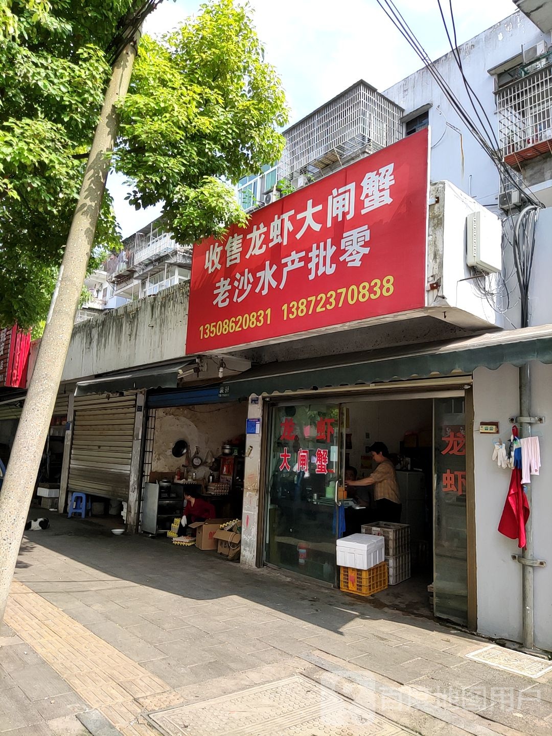 收售龙虾大闸蟹老沙水产批零