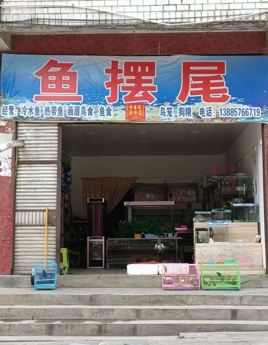 鱼摆尾冷水鱼