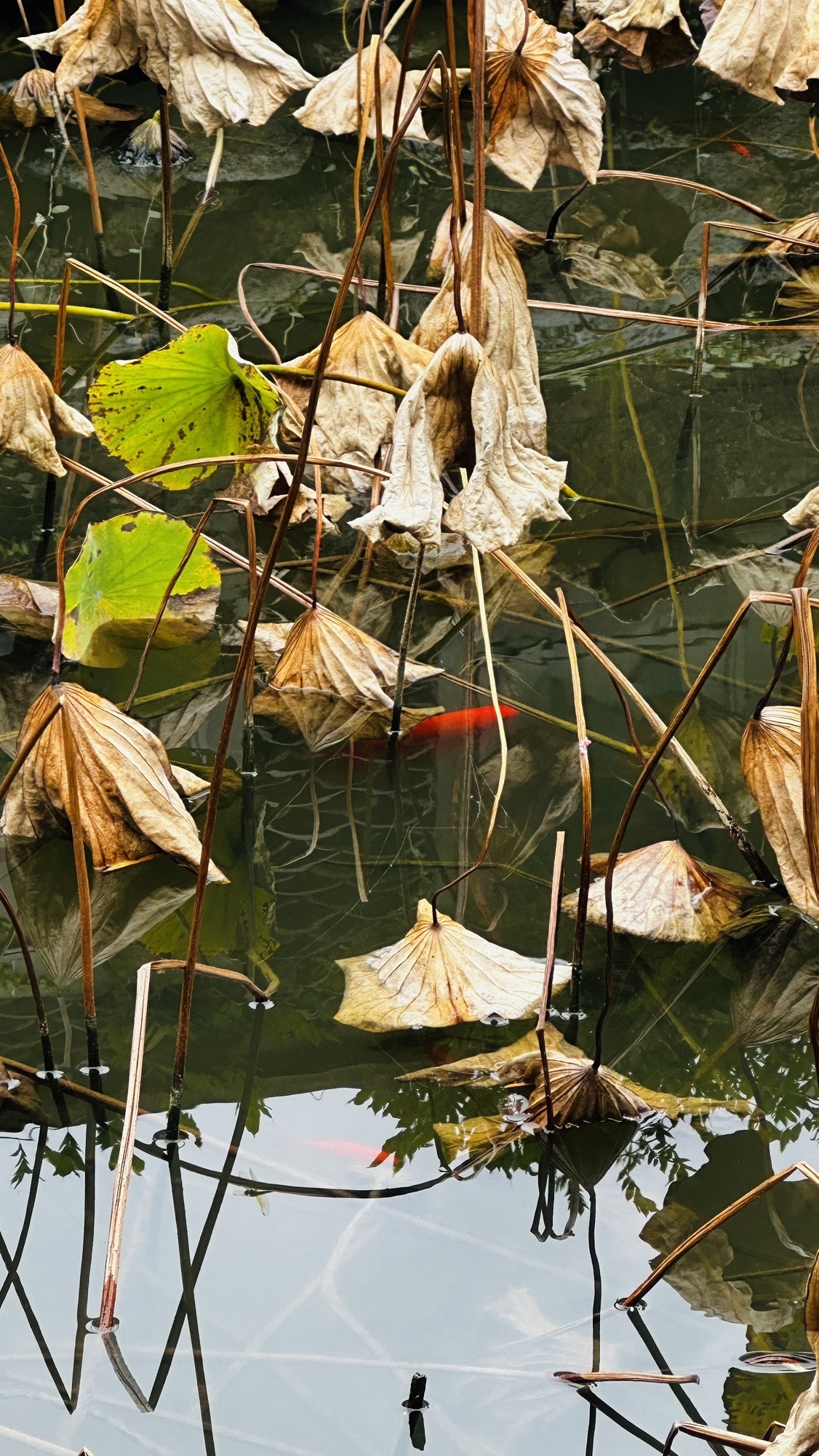 仙女湖风景名胜区