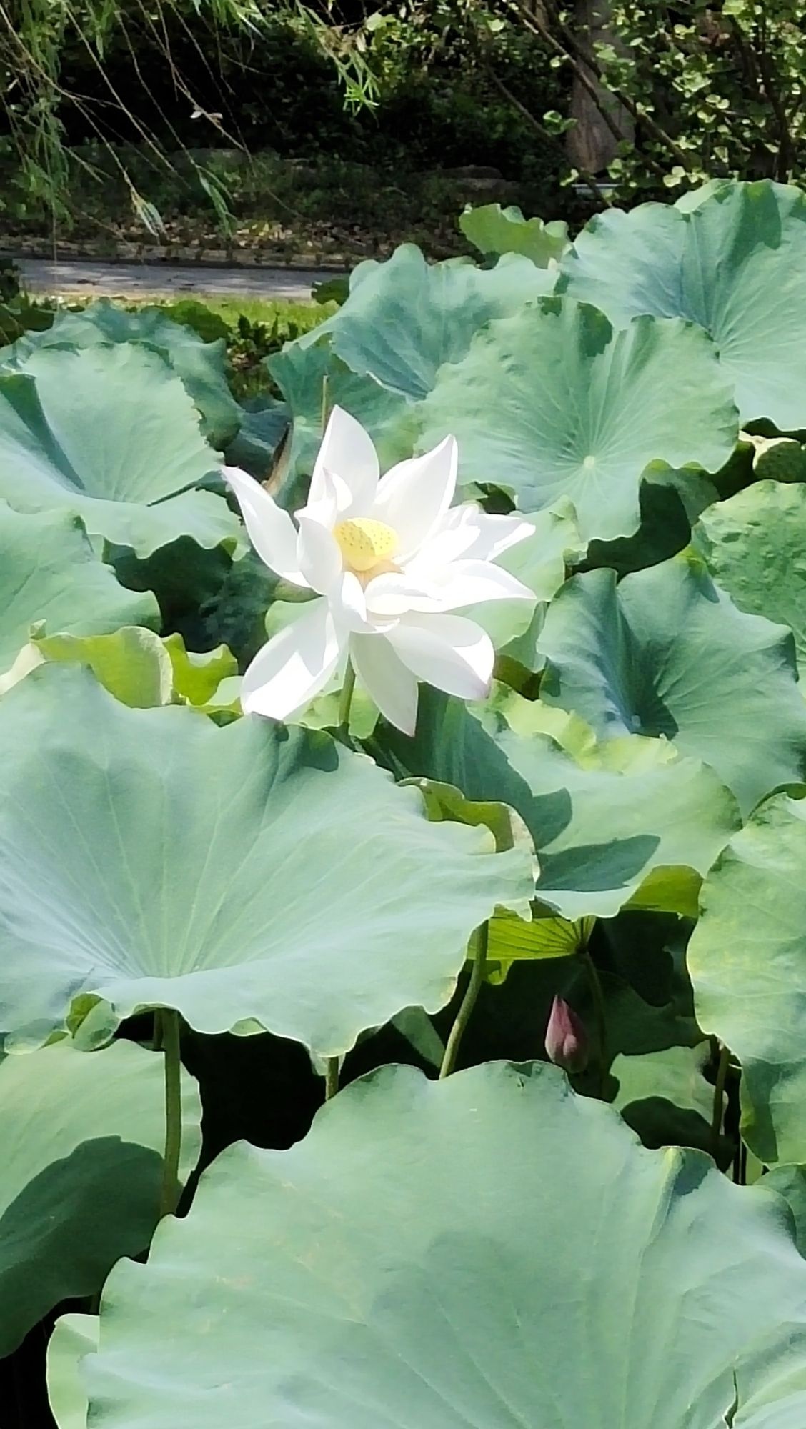 月湖公园