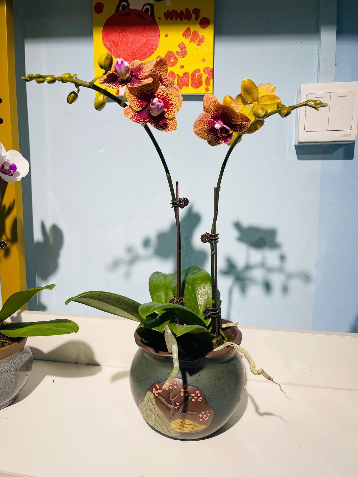 桔子花开