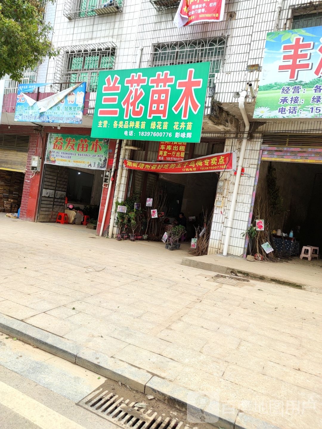 兰花苗木