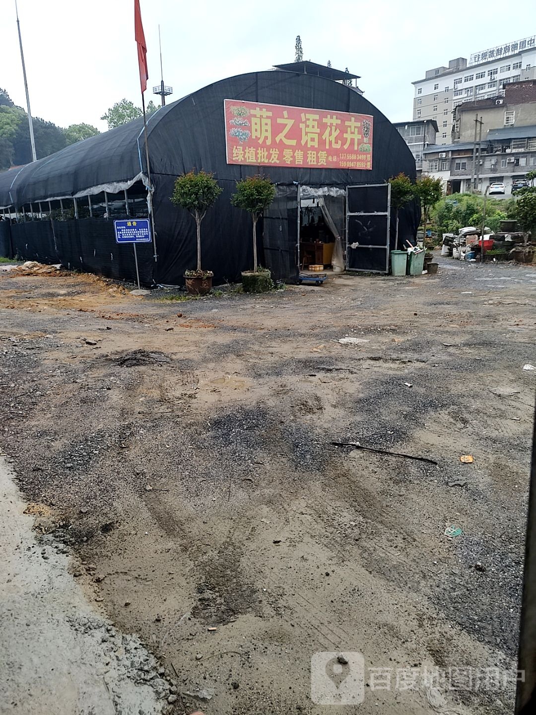 萌之语花卉批发零售(丽湖店)