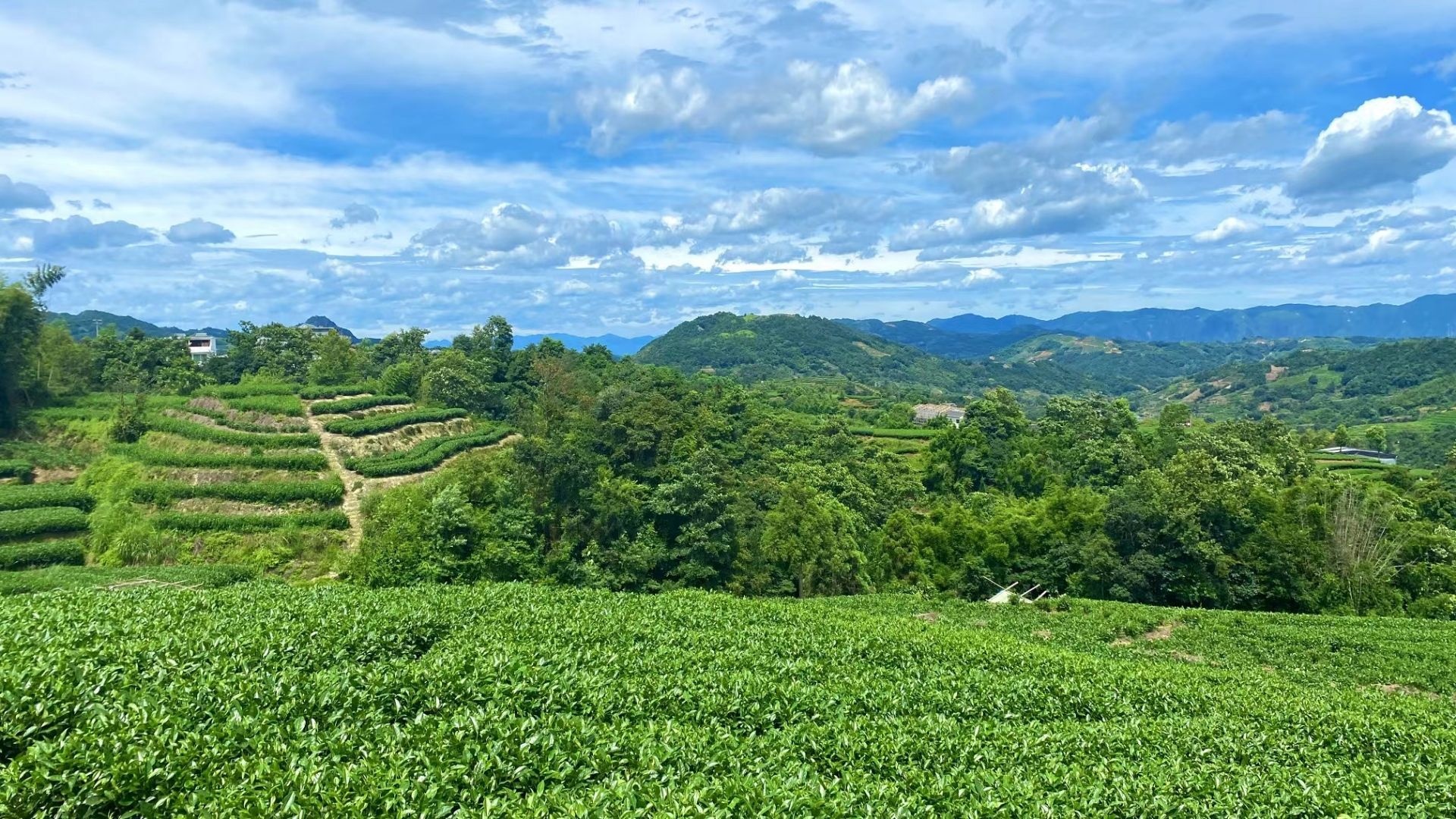 中国白茶第一村