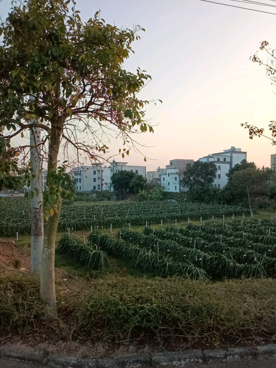 广东南路革命柑村文化旅游景区烈士陵园