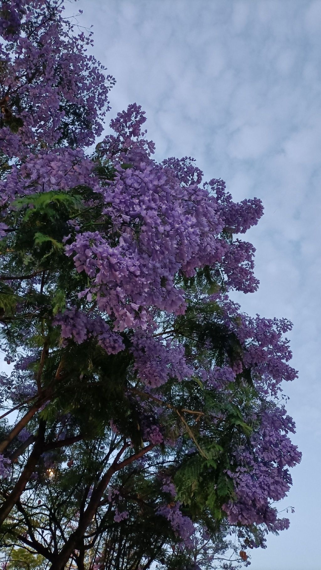 蓝花楹主题公园