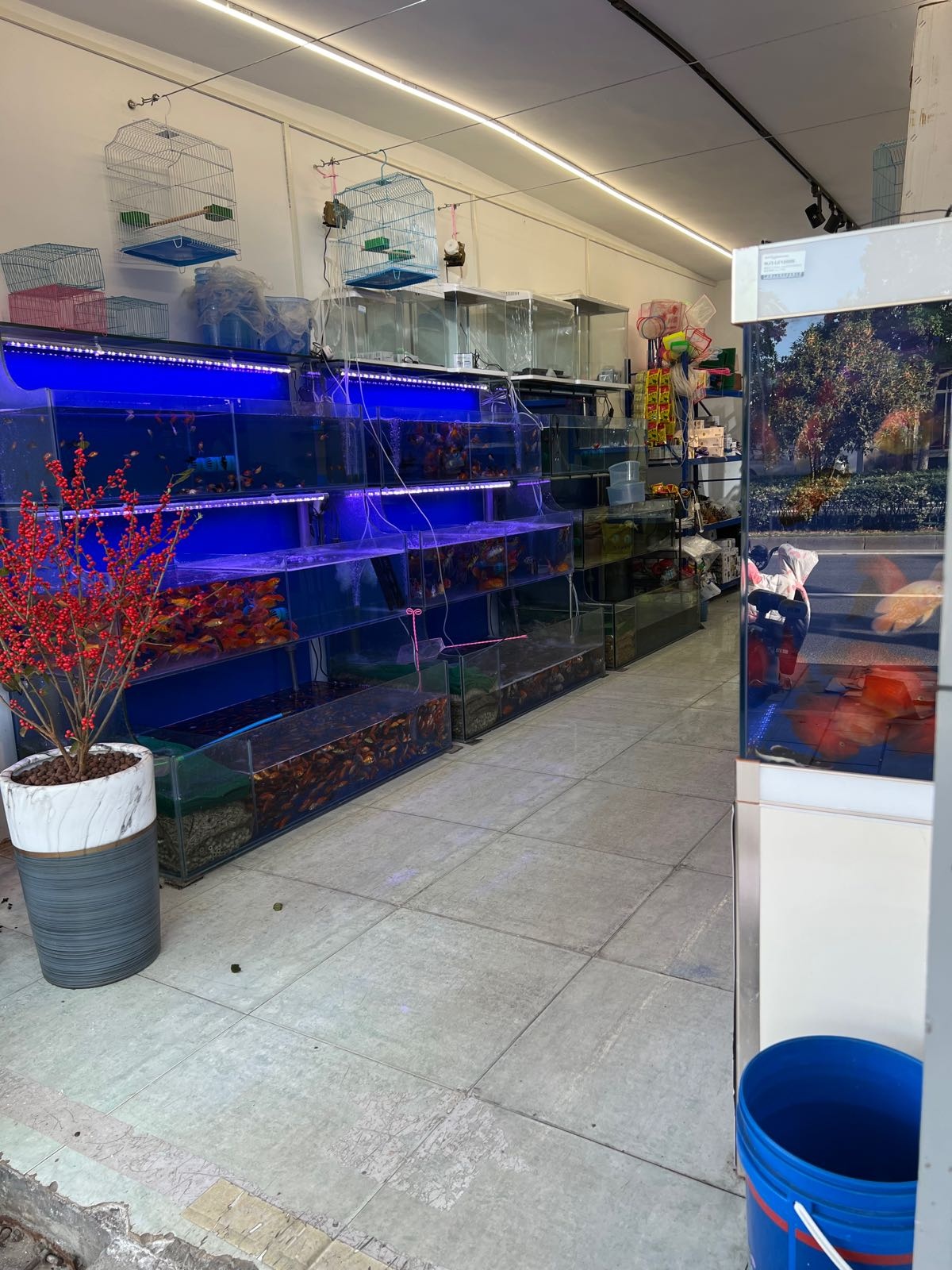 云木盛四季河鲜花水族店