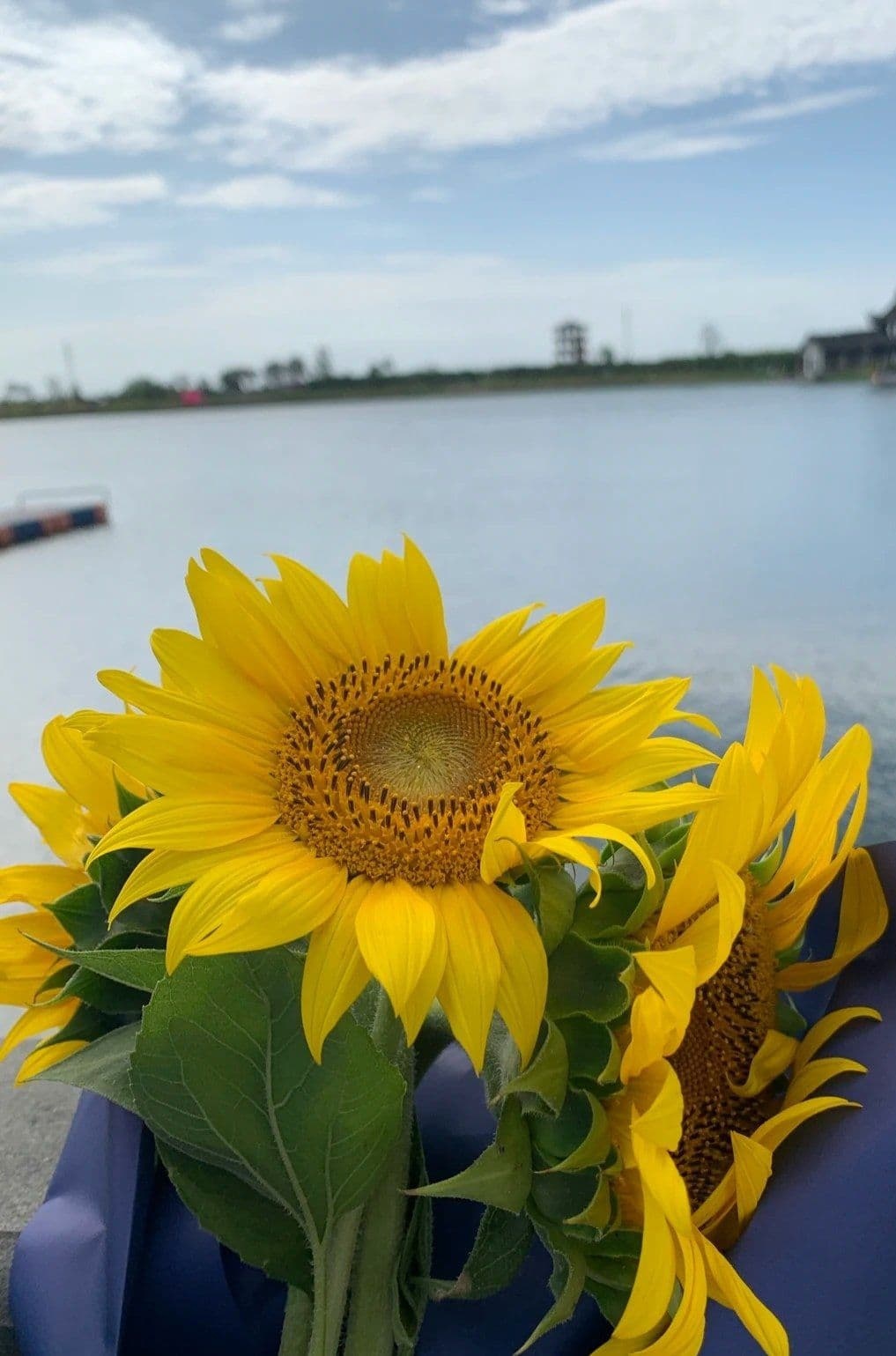 杭州湾海上花田景区