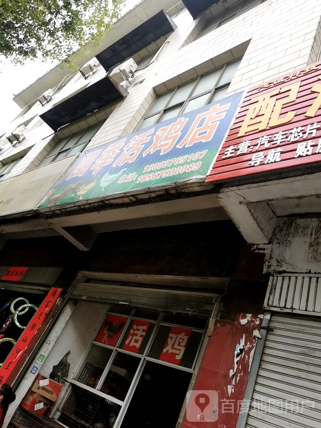 息县四季家禽活鸡店