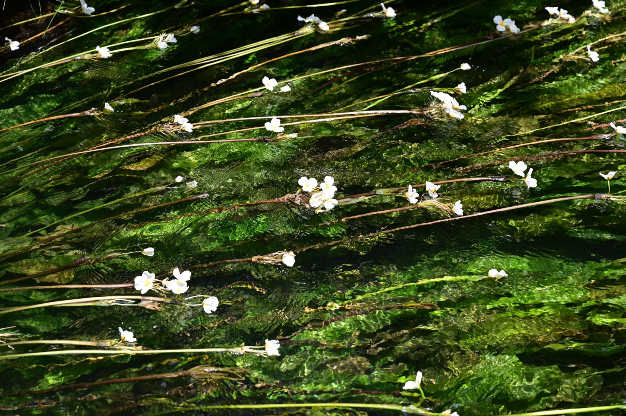 云南丰泽圆植物园