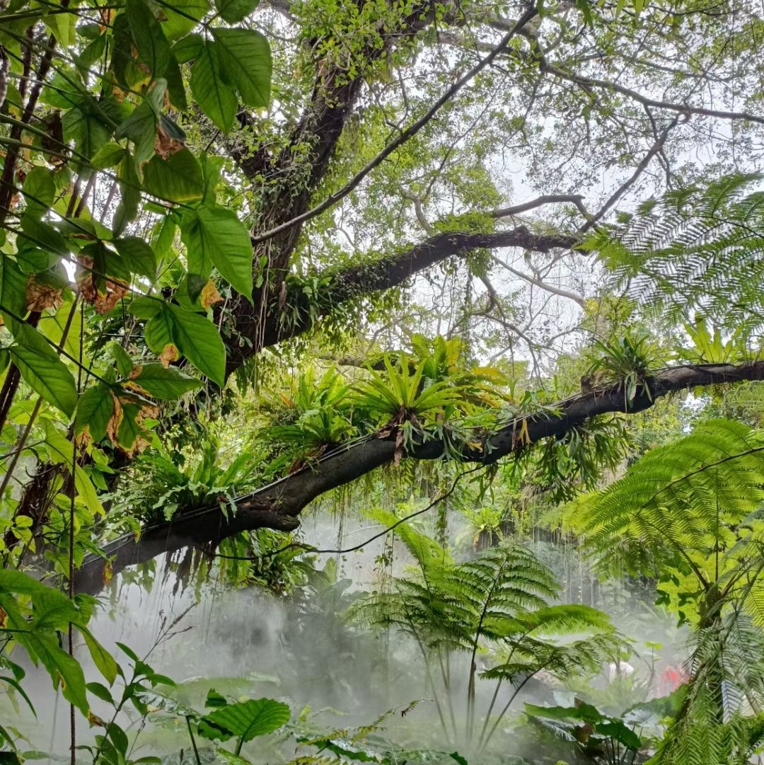 雨林世界