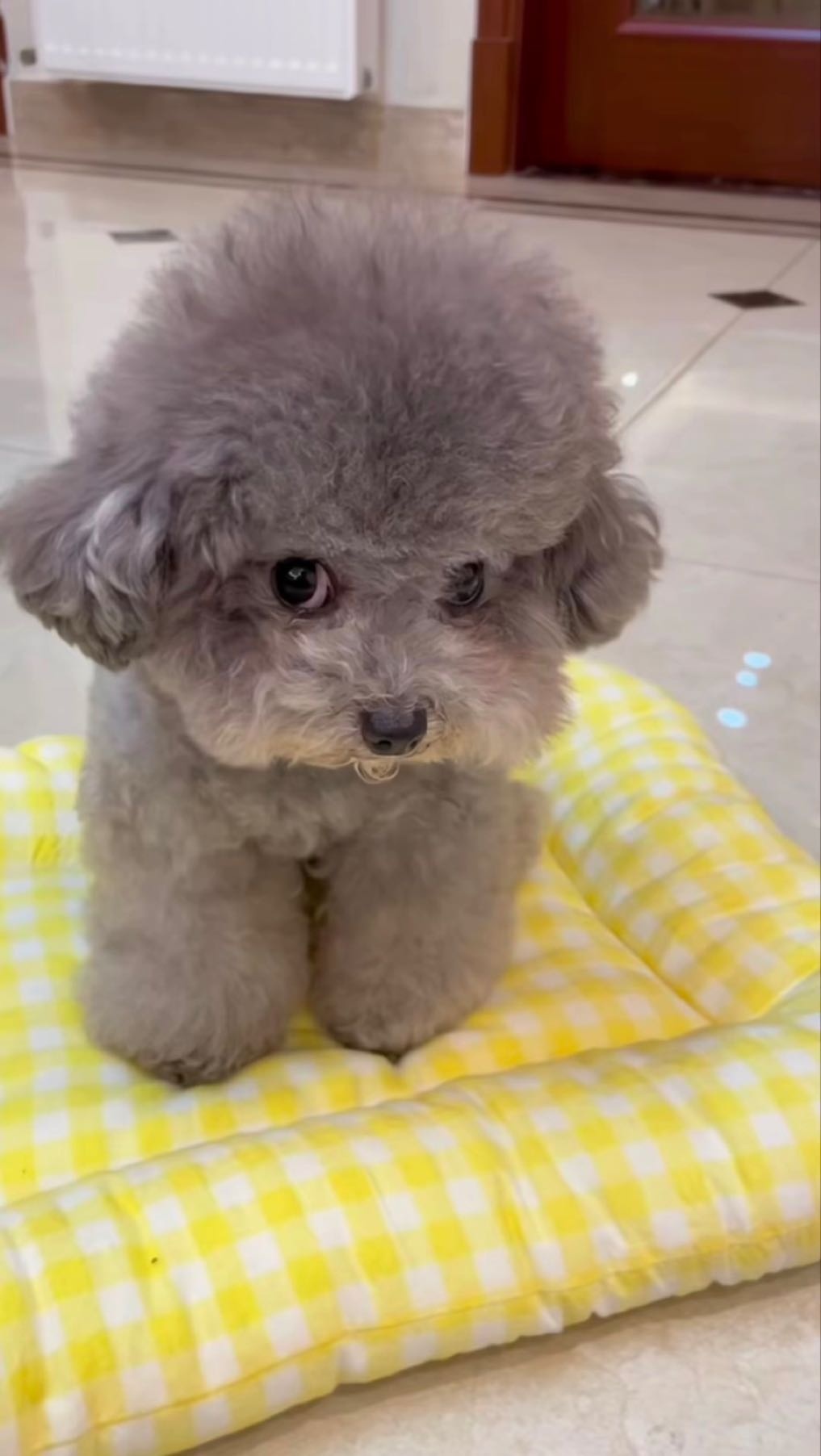 小宠大爱宠物生活馆